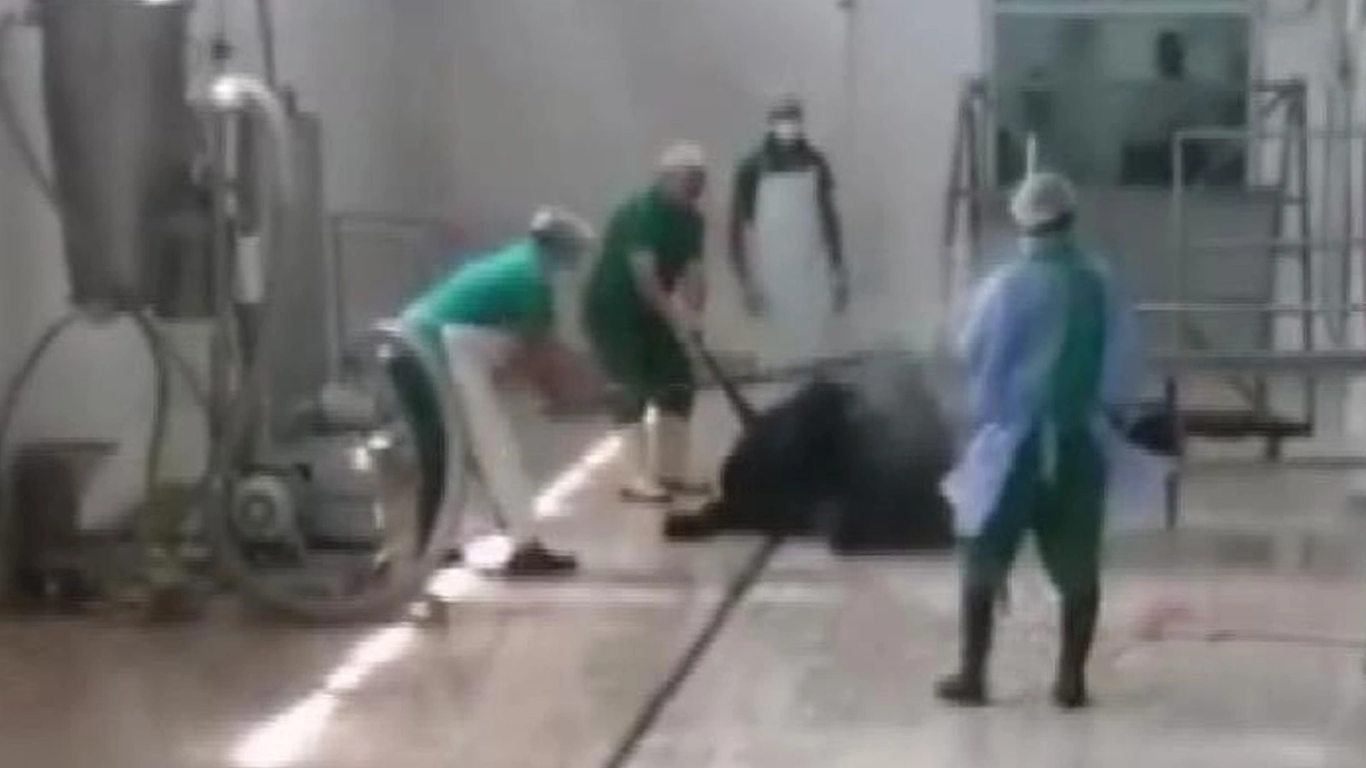 Et ve Süt Kurumu’nda skandal: Hayvanı kafasına demir sopayla vurarak öldürdü