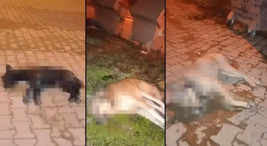 Kan donduran olay: Zehirlenen beş sokak köpeği ölü bulundu