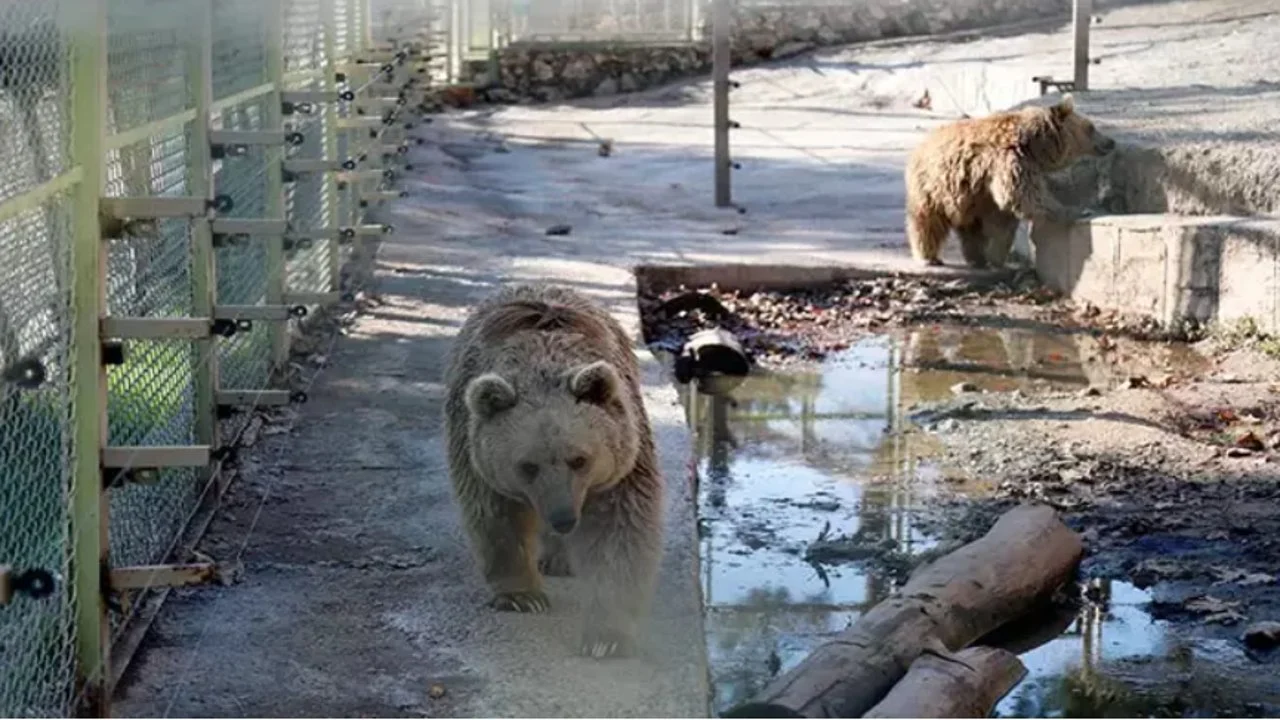 Antalya'da stres etkisi görülen hayvanlar kış uykusuna yatamadı