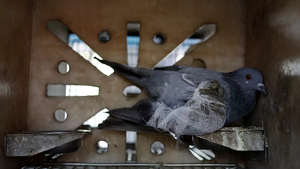 Casuslukla suçlanan güvercin 8 ay sonra serbest kaldı